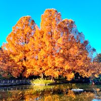 紅葉,メタセコイア,メタセコイア紅葉,公園,大木の画像