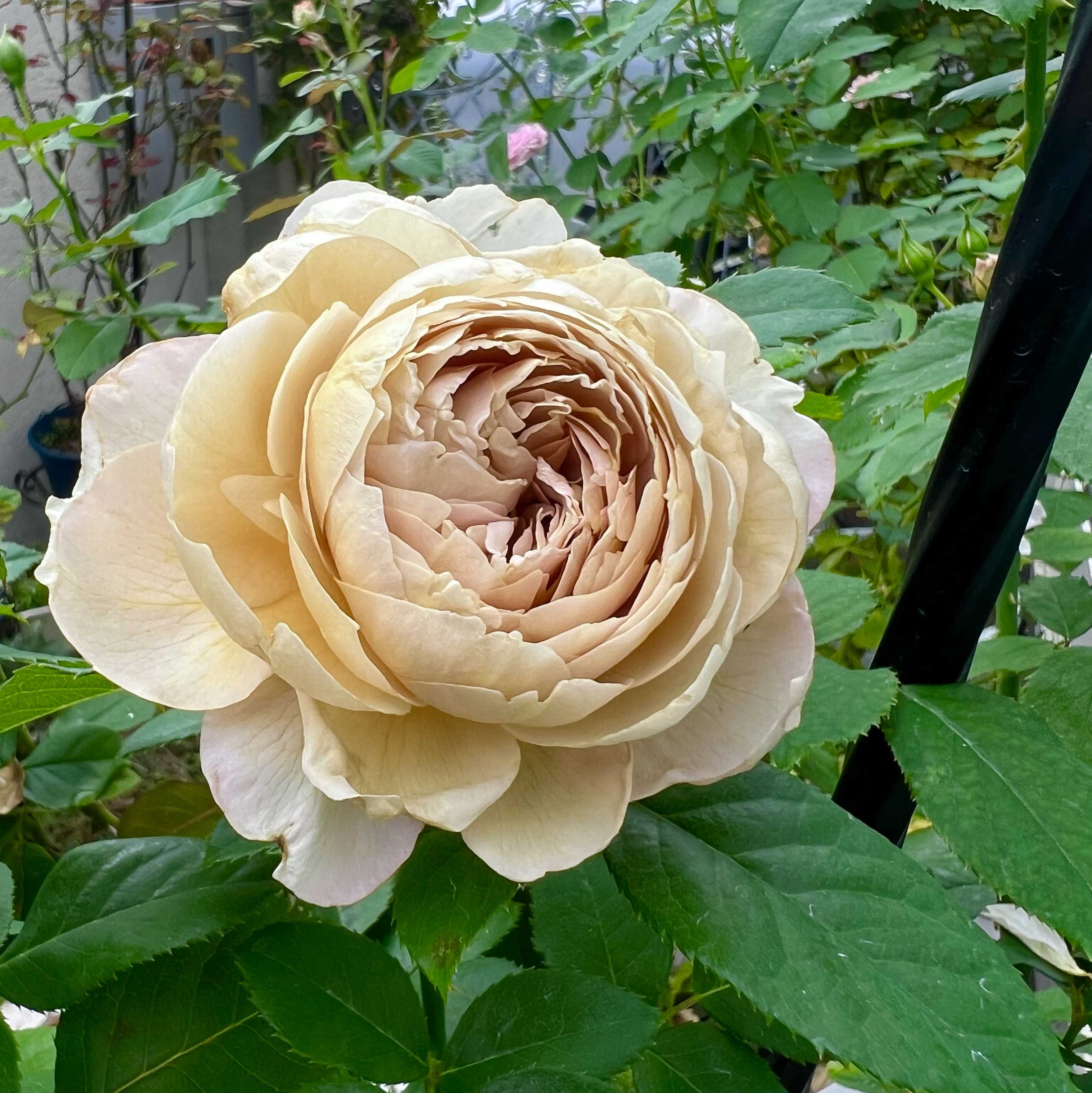 和バラ シャルロットペリアンの一覧|🍀GreenSnap(グリーン 和バラ シャルロットペリアンの一覧|🍀GreenSnap(グリーン