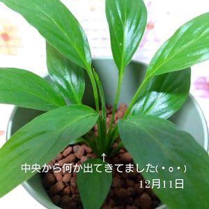 スパティフィラム,スパティフィラム,観葉植物,花のある暮らし,100均観葉植物の画像