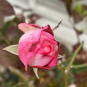 バラ 聖火,鉢植え,バラ 鉢植え,ばら バラ 薔薇の画像