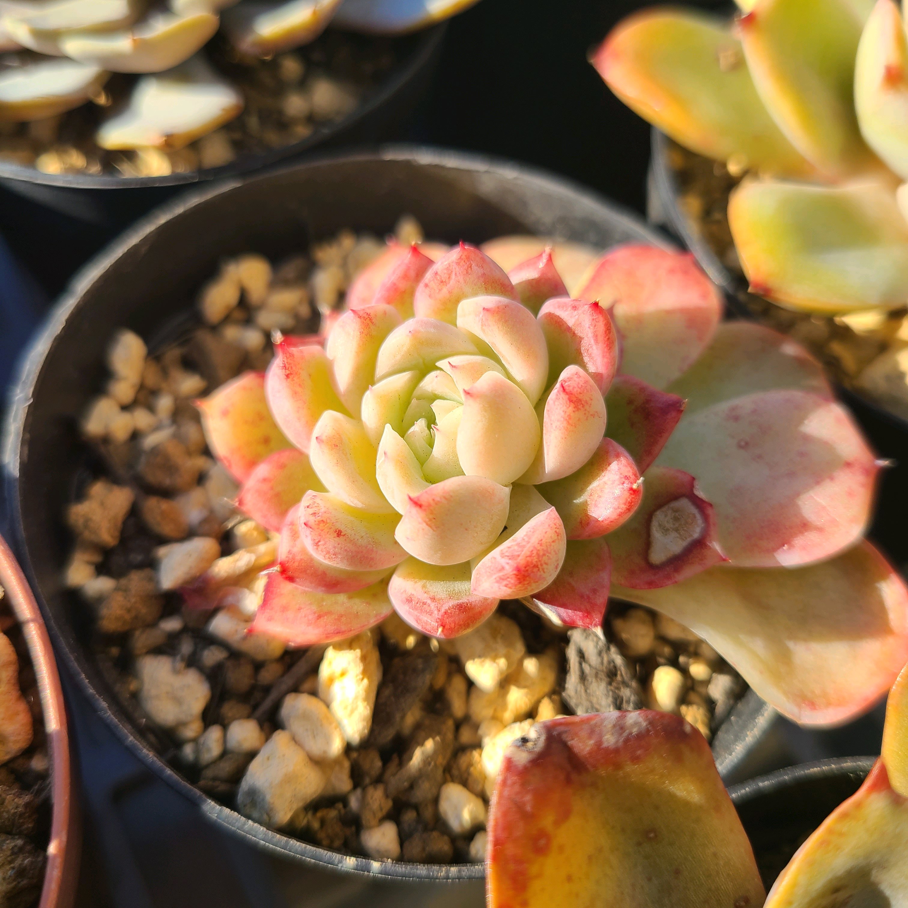 1733909723596_429669_p_2024121