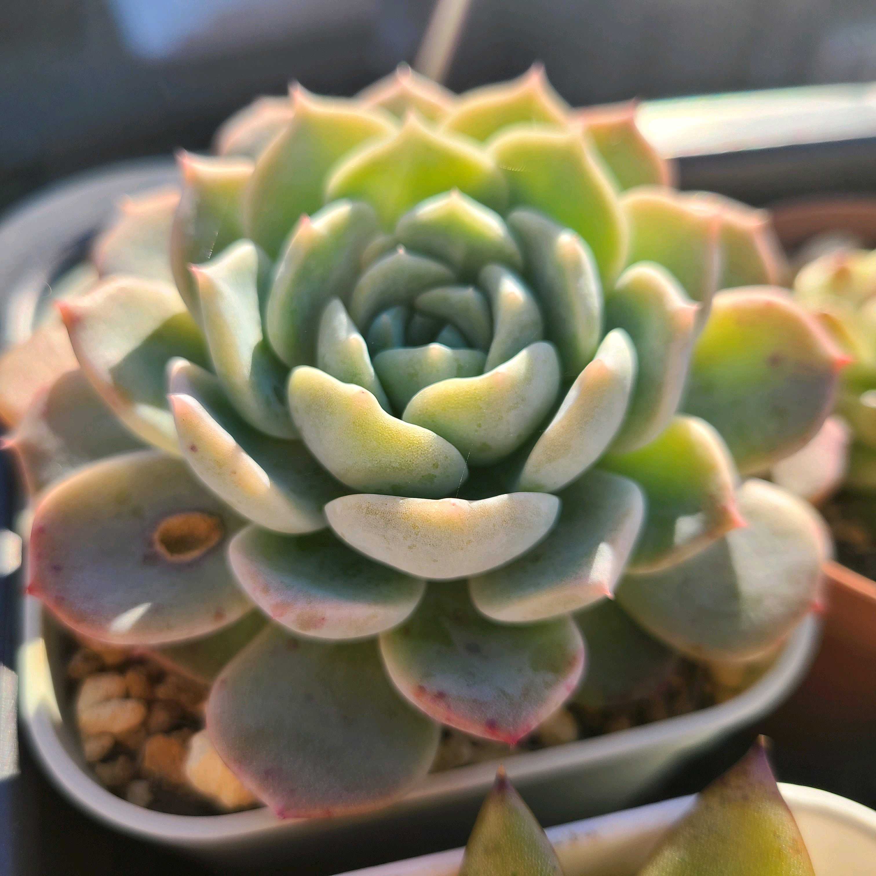 ジュエルアイシーローズの成長記録🍨🌹｜🍀GreenSnap（グリーンスナップ）