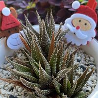 十二の巻,ハオルチア十二巻,多肉植物,百均多肉,12月師走の画像