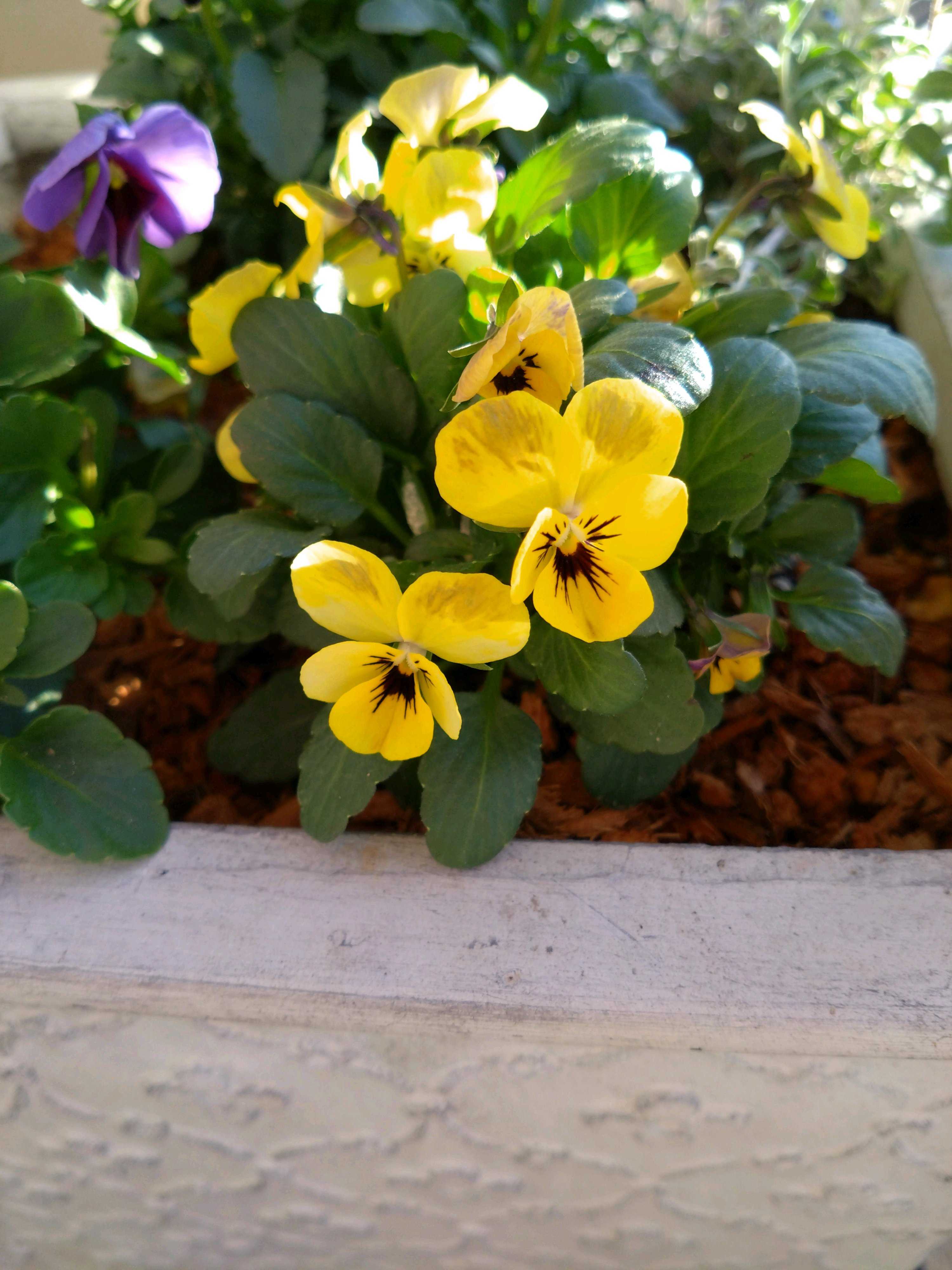 神戸べっぴんさんビオラ：夢紡ぎの一覧｜🍀GreenSnap（グリーンスナップ）