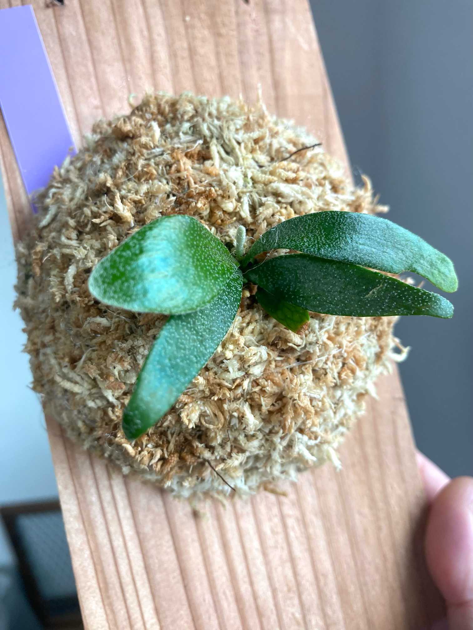 アルマダ コンパクト P.alcicorne var.Madagascar compact