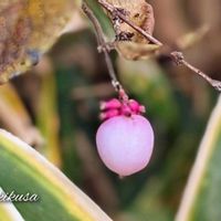 クマザサ,クマザサ,シンフォリカルポス,早乙女花,アオツヅラフジの画像