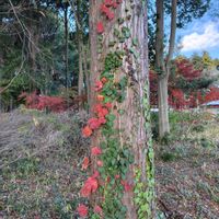 蔦の紅葉,散歩コース,GSに感謝。,植物観察,ツタの画像