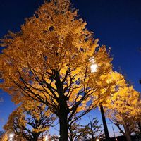 イチョウ,イチョウ,行幸通り,木曜日は木,樹木見上げ隊の画像