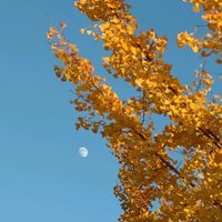 沈丁花,百日紅,いちょう,いちょう,いちょうの画像