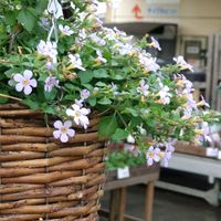 バコパ,かわいい,可愛い,紫の花,癒しの画像