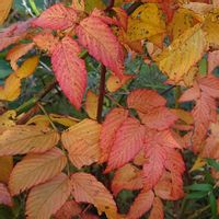 カシワバアジサイ,カシワバアジサイ,モミジ,紅葉,紅葉のカシワバアジサイの画像