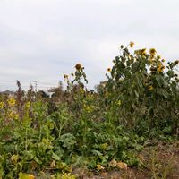 菜の花,ひまわり,菜の花と、ひまわり,お買い得球根の画像