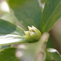 ジンチョウゲ,ちっちゃいものクラブ,金曜日の蕾たち,yu ＆ゆうクラブ,野の花山の花の画像