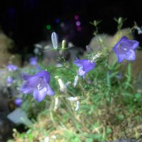 カンパニュラ,カンパヌラ,京都府立植物園,山野草,ライトアップの画像