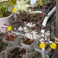 多肉植物,お花,緑のある暮らし,ベランダの画像