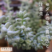 観葉植物,植物のある暮らし,肥料,自然のある暮らし,自然暮らしの画像