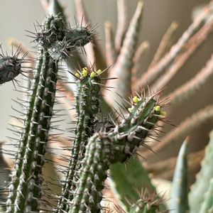 多肉植物,ユーフォルビア,接ぎ木の画像