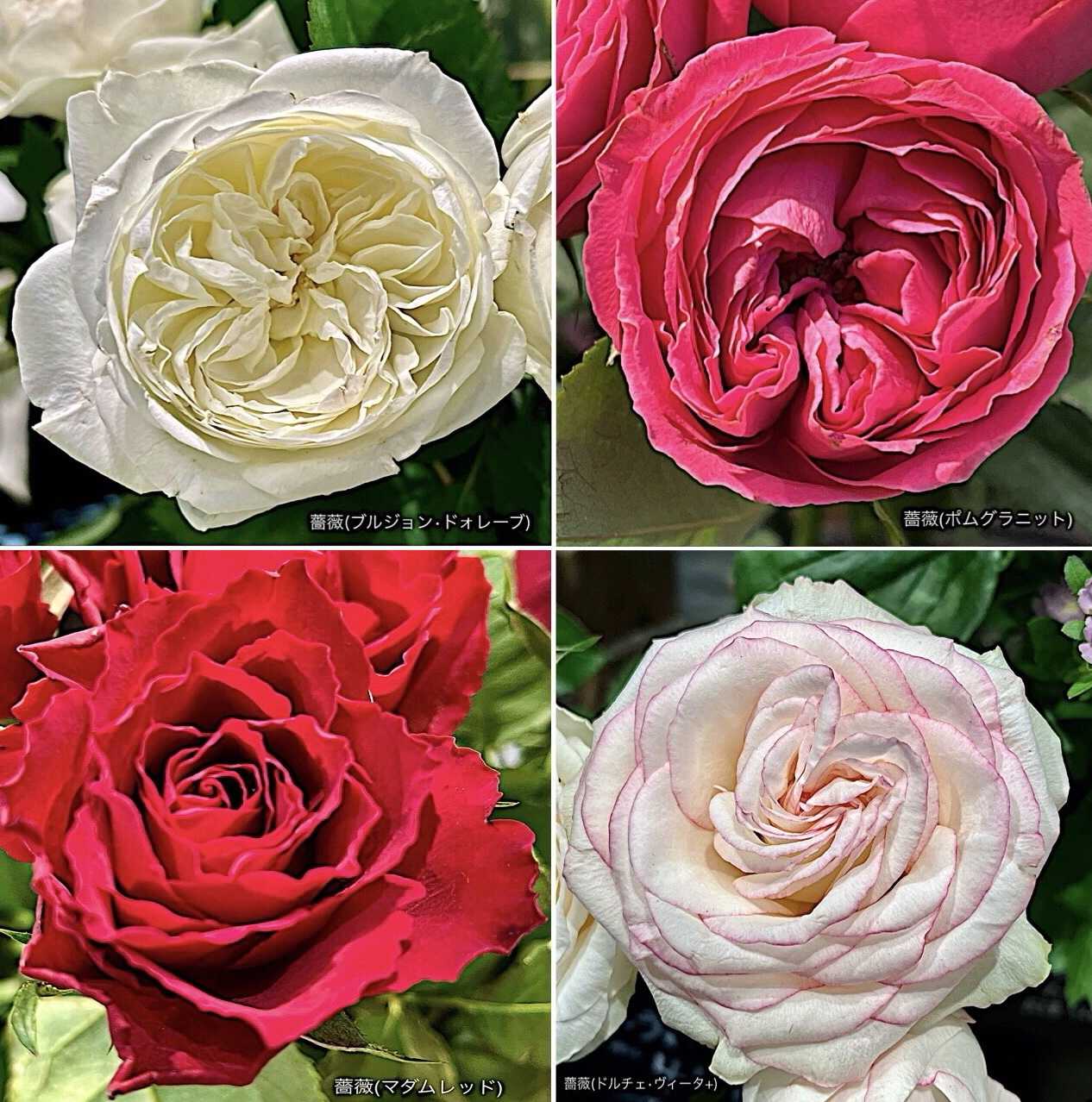 ソウルメイト　バラ 08直前SE】 バラ パートオブミー 50cm 堀木バラ園【生花】 - 花材通販