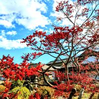 ウメモドキ,サザンカ,山茶花,お墓参り,お寺の境内の画像