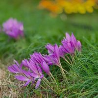 コルチカム,紫の花,北海道,札幌,心にメローイエローの画像