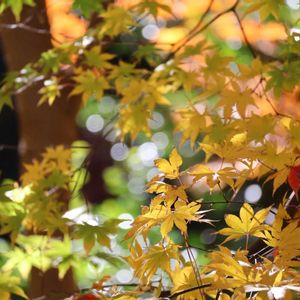 日本庭園,花のある暮らし,緑のある暮らし,六義園,HTCの画像