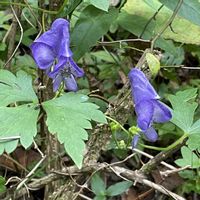 キキョウ,トリカブト,ツリガネニンジン,山野草,花のある暮らしの画像