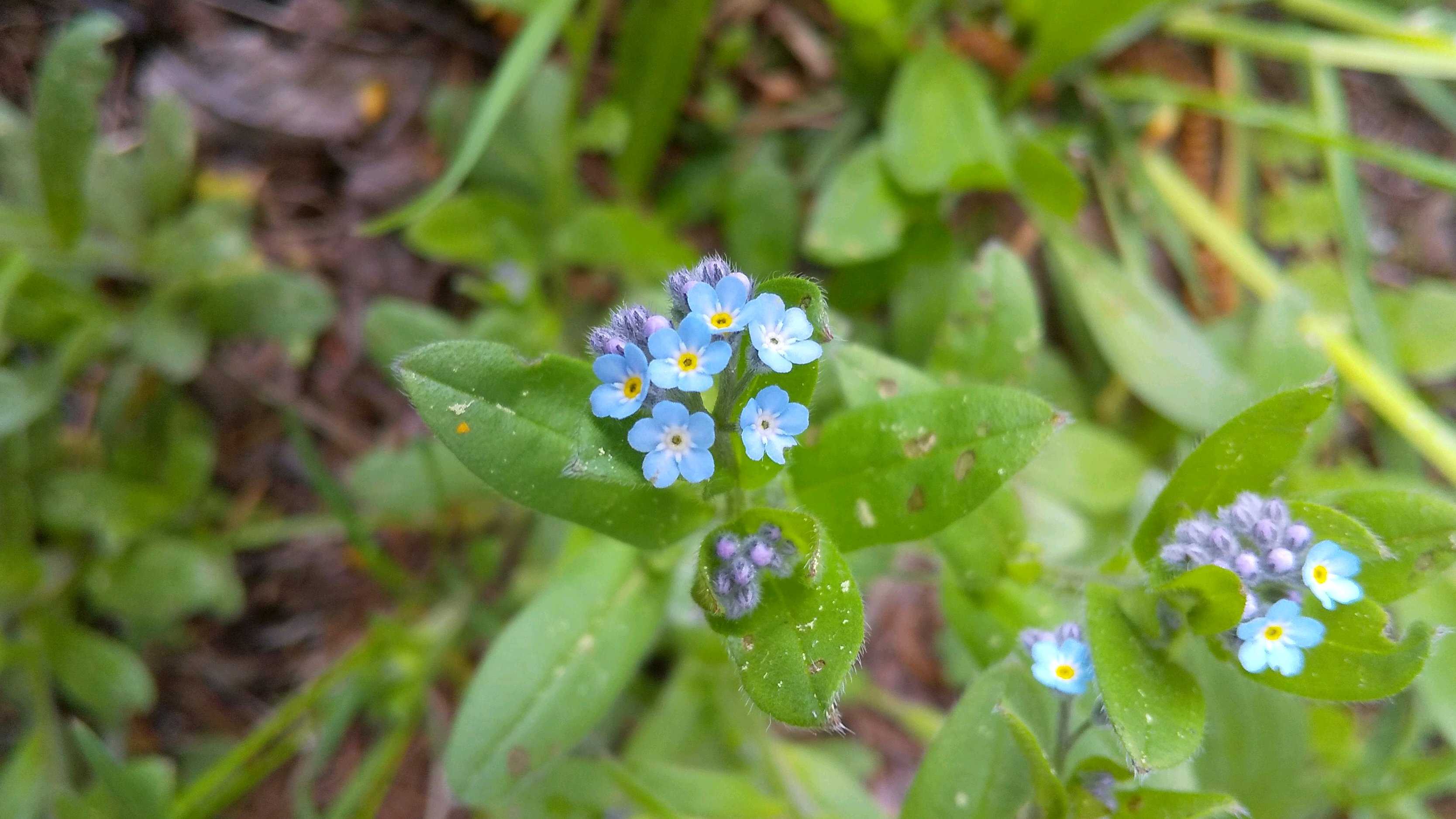 勿忘草の育て方｜種まき時期はいつ？プランターで寄せ植えのコツは