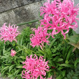 芝生,可愛い,花のある暮らし,綺麗,癒しのひと時の画像