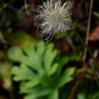 オキナグサ,かわらのおばさん,かわらのおばさん,山野草,多年草の画像