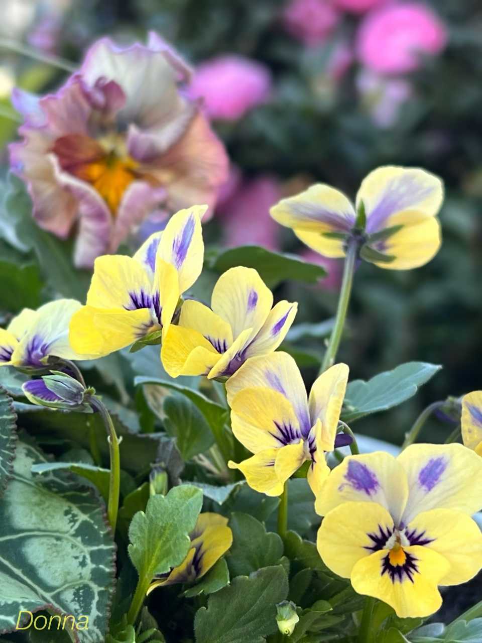 神戸べっぴんさんビオラ：夢紡ぎの一覧｜🍀GreenSnap（グリーンスナップ）