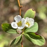 ユキヤナギ,花壇,ガーデニング,庭木,山野草の画像