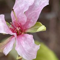 サクラ,ヤマザクラ,山野草,花木,樹木の画像