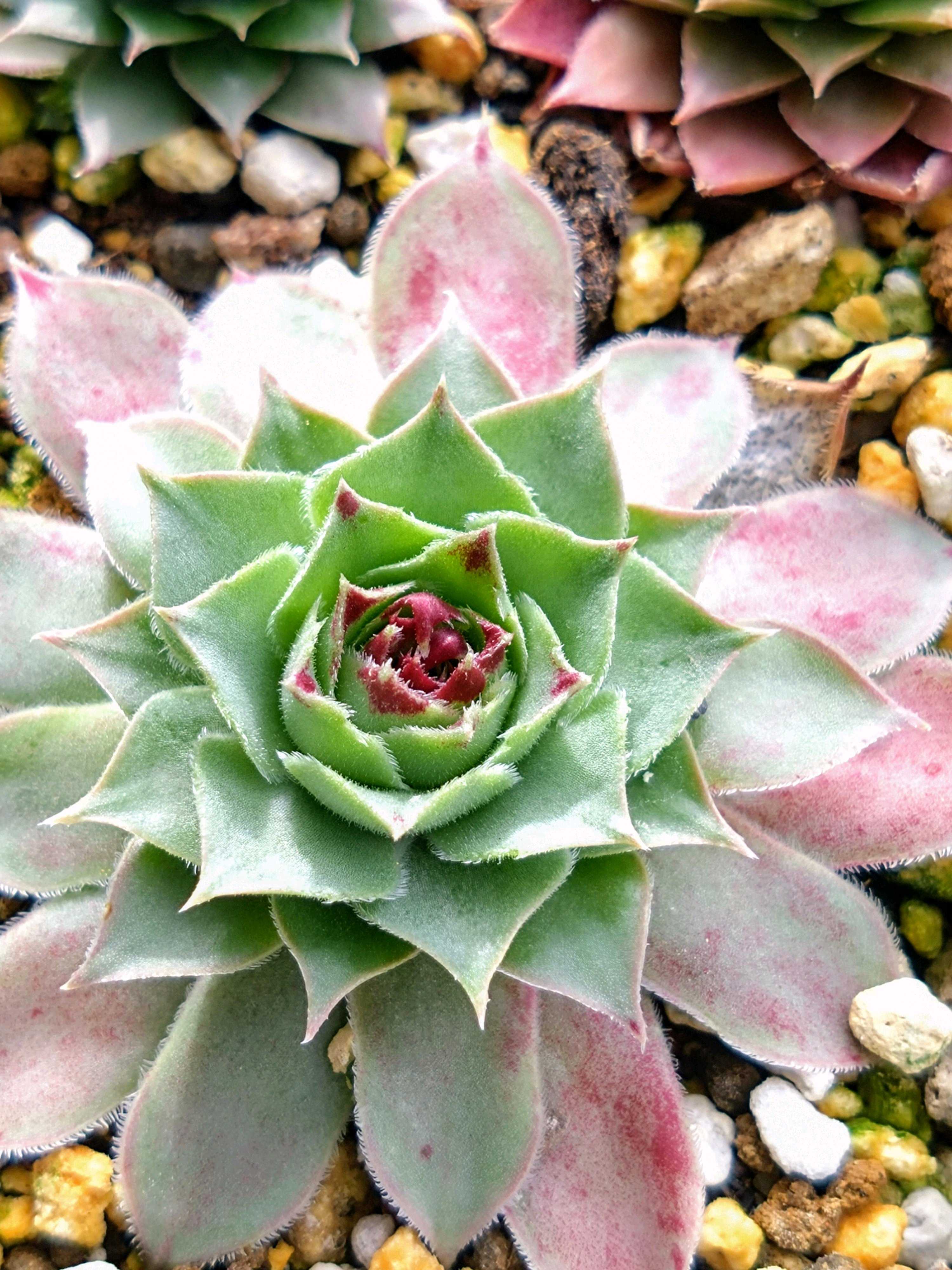 センペルビウム　ミセスジョセフィ 楽天市場】ミセスジョセフィ センペルビウム属 多肉植物 9cmポット観葉