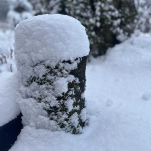 造花,植物のある暮らし,雪景色,植物と暮らす,みどりのある暮らしの画像