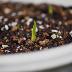 クロッカス,秋植え球根,春咲き球根,蕾 つぼみ,テラスの画像