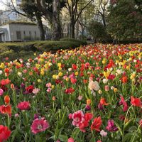 チューリップ,公園,横浜,横浜公園,横浜公園チューリップの画像