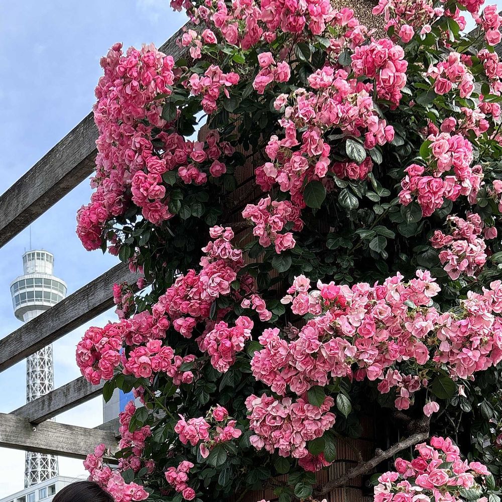 ミユ子さんの山下公園への投稿