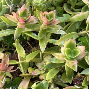 多肉植物,花のある暮らし,植物のある暮らし,多肉地植え,日陰の庭の画像