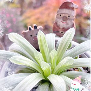 ピリフェラ錦,多肉植物,クリスマス,観葉植物,ハオルチア属の画像