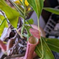 ウツボカズラ,ネペンテス・アラータ,食虫植物ウツボカズラ,観葉植物,食虫植物の画像