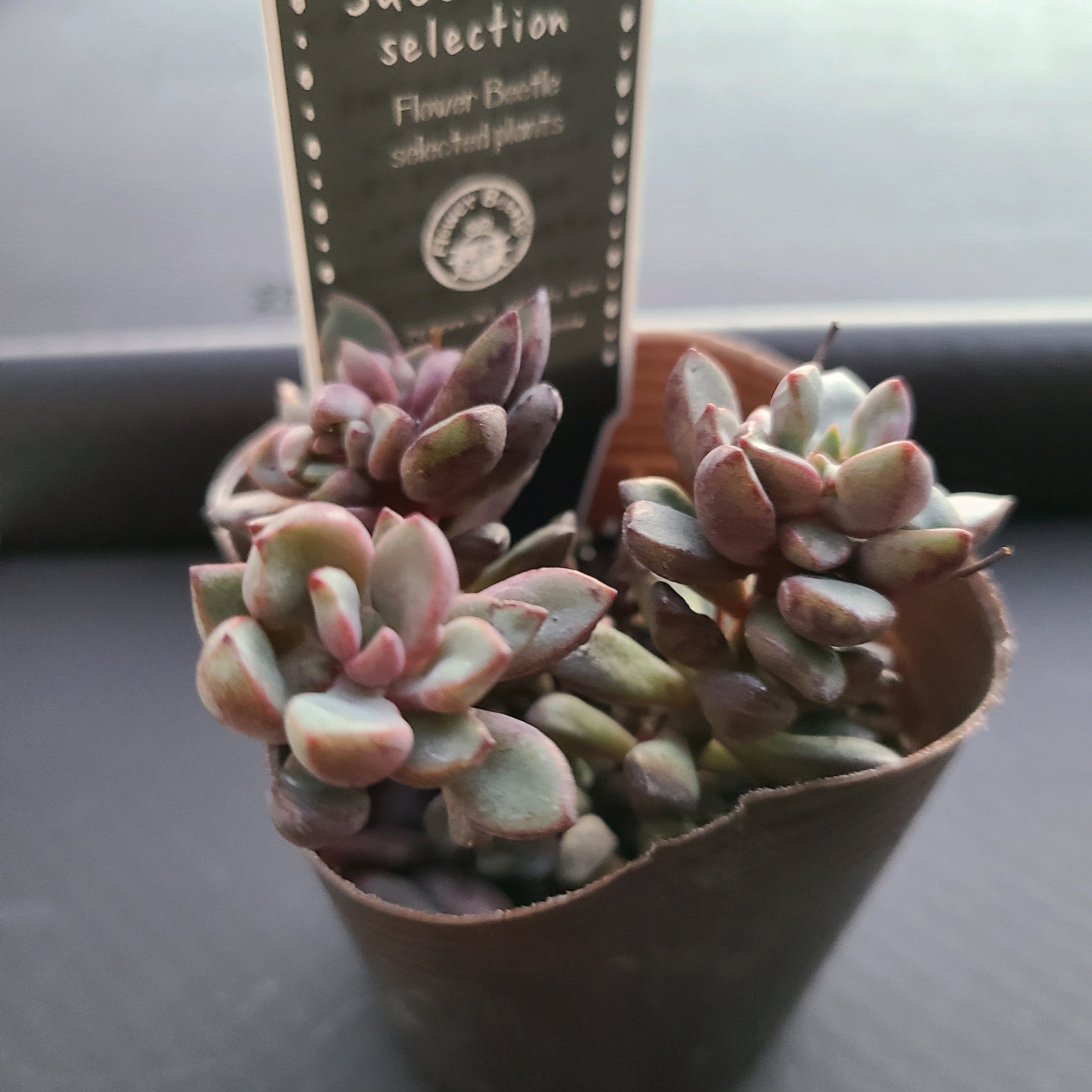 パープルドリームの成長記録💜✨｜🍀GreenSnap（グリーンスナップ）