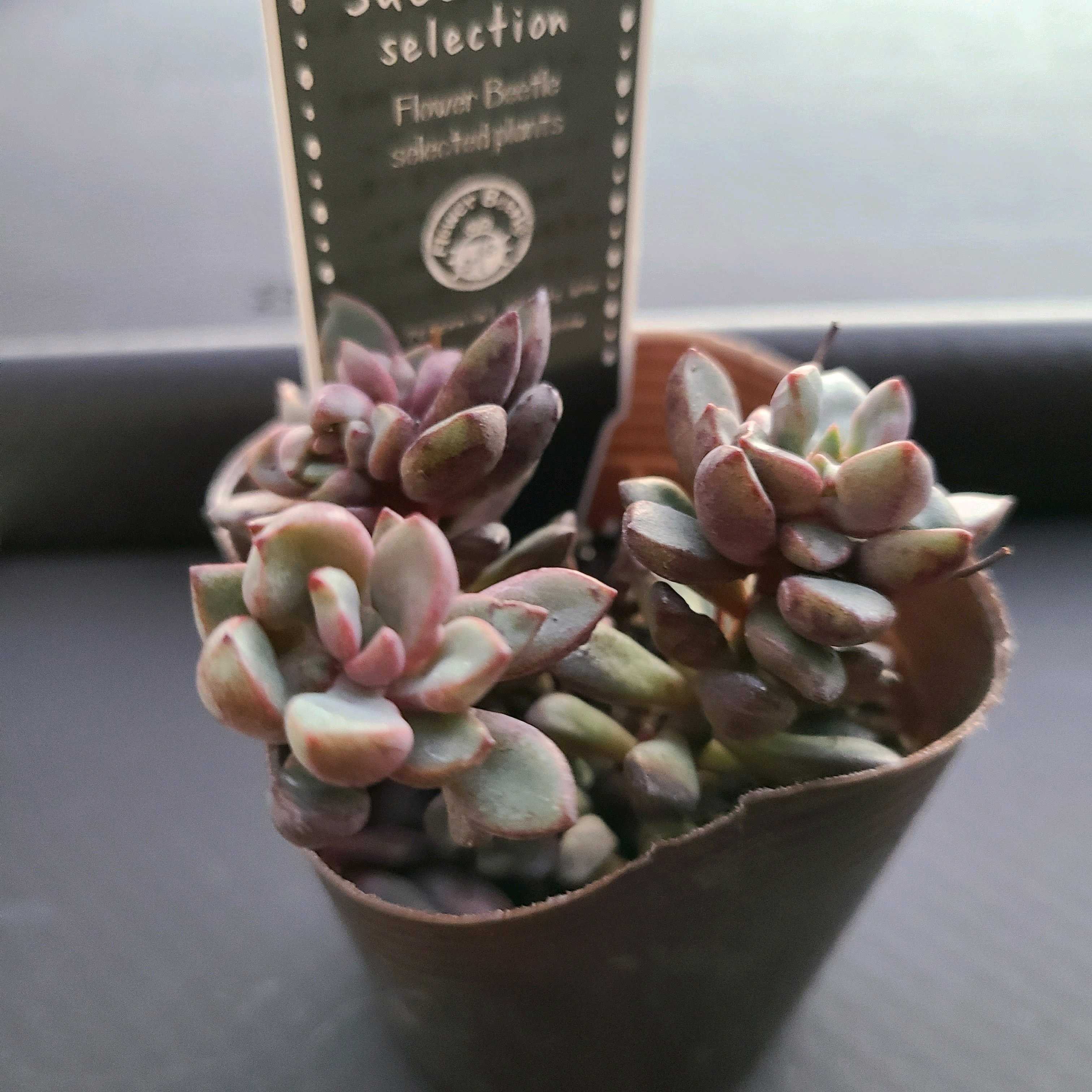 パープルドリームの成長記録💜✨｜🍀GreenSnap（グリーンスナップ）