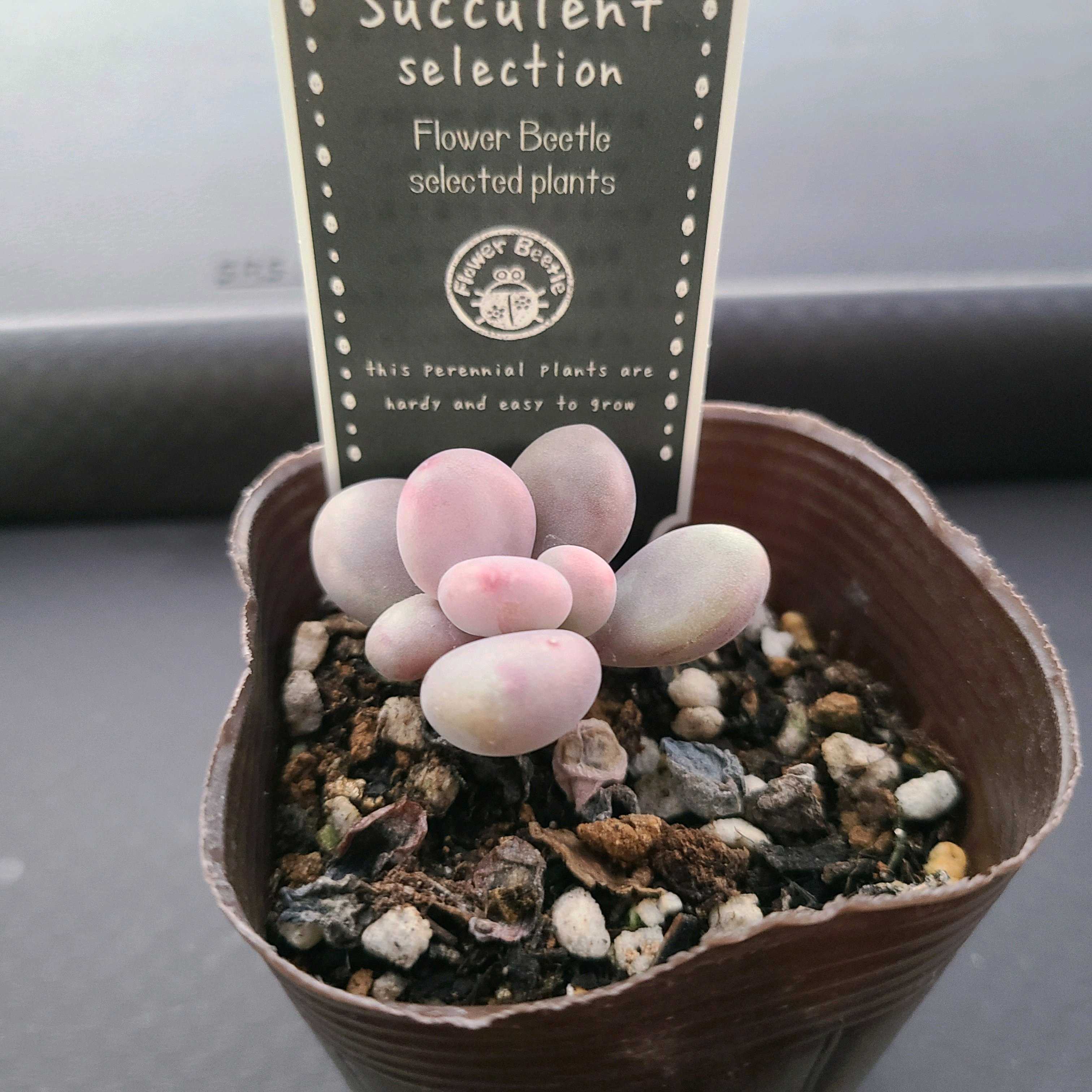 アメジスチヌムの成長記録💗💗｜🍀GreenSnap（グリーンスナップ）