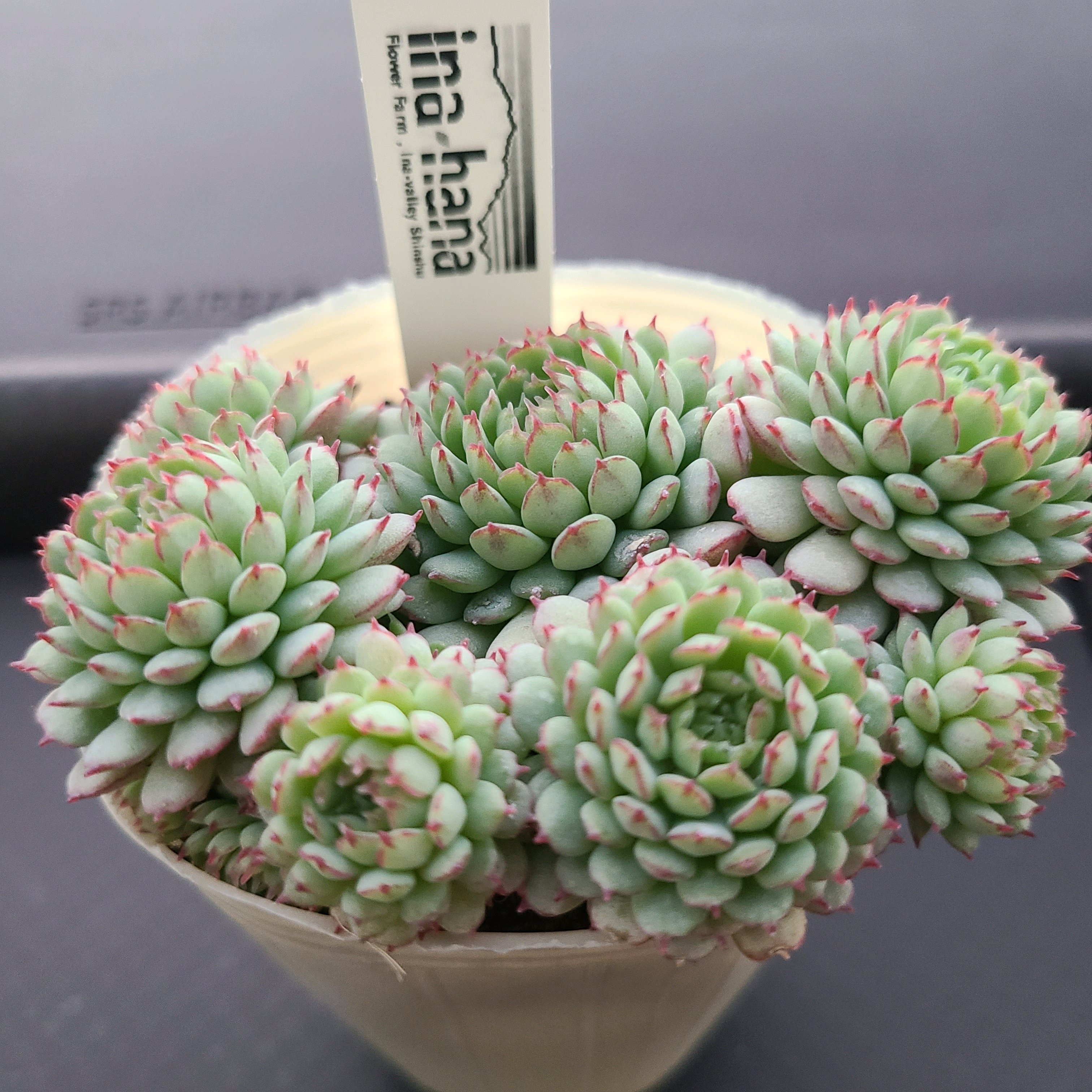 グロブローサの成長記録💓✨｜🍀GreenSnap（グリーンスナップ）