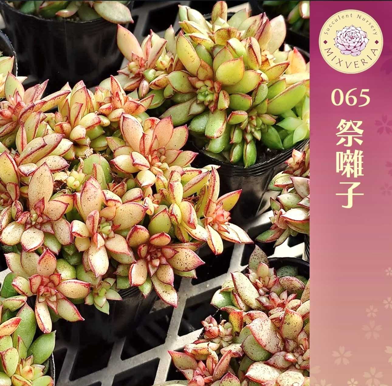 そわそわ、青鬼、赤鬼など12苗セット（多肉植物） おらいさん苗 青鬼