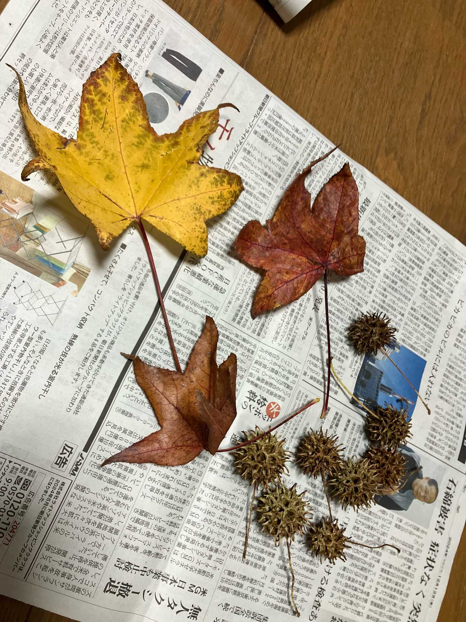 NO．80モミジバフウの実について｜🍀GreenSnap（グリーンスナップ）