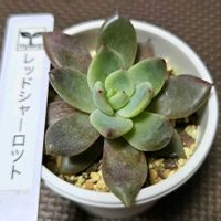 エケベリア,ヒソップ,レッドシャーロット,多肉植物,エケベリア属の画像