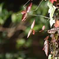 テイカカズラ,紅葉（こうよう）,秋色,蔓草,北山緑化植物園の画像