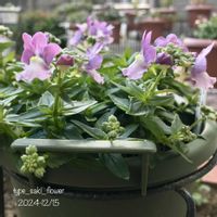 ネメシア,ネメシア,ネメシアメーテル,ネメシアメーテル・ミスティックブルー,ガーデニング初心者の画像