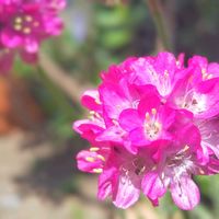 アルメリア,お花,ピンクの花,ピンクのお花♡の画像